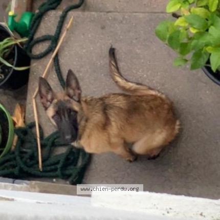 Photo 1/1 Akita Chien perdu à Vierzon