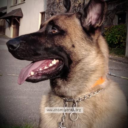 Photo de chien perdu à Branne