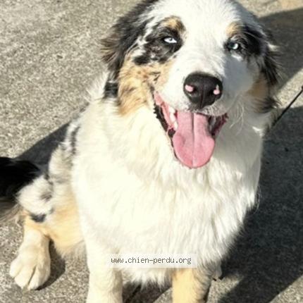 Photo 1/1 Chien retrouvé Perdu à Saint paul les dax