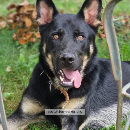 Photo 1/2 Vulcain Chien perdu à Artiguelouve