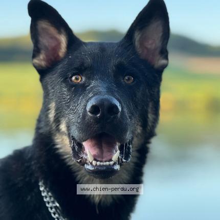 Photo 2/2 Vulcain Chien perdu à Artiguelouve