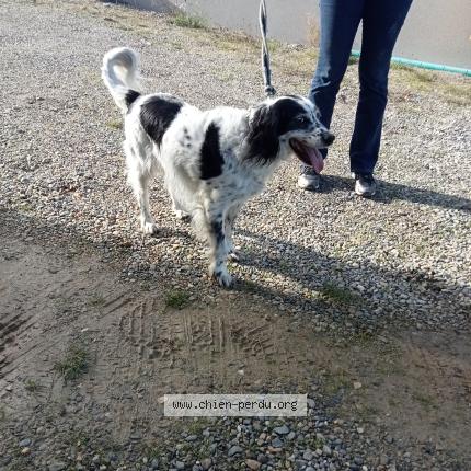 Photo 1/1 Chien retrouvé Trouvé à Castillon saves