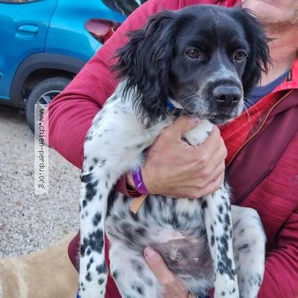 Photo 1/1 Chien retrouvé Trouvé à Le beausset