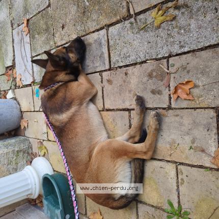 Photo 1/1 Chien retrouvé Trouvé à Nimes