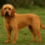 Photo de chien perdu à Guerledan