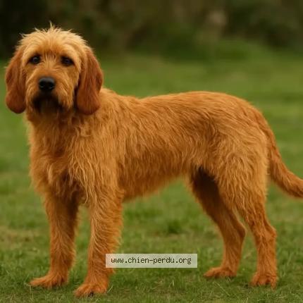 Photo 1/1 LULU Chien perdu à Guerledan