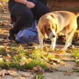 Photo de chien trouvé à Saint Cezert