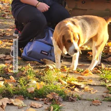 Photo 1/1 Chien trouvé Trouvé à Saint cezert