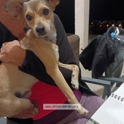 Photo 1/1 Chien retrouvé Trouvé à Saint Denis