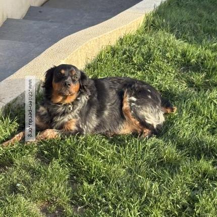 Photo 1/1 Chien trouvé Trouvé à Bercheres saint germain