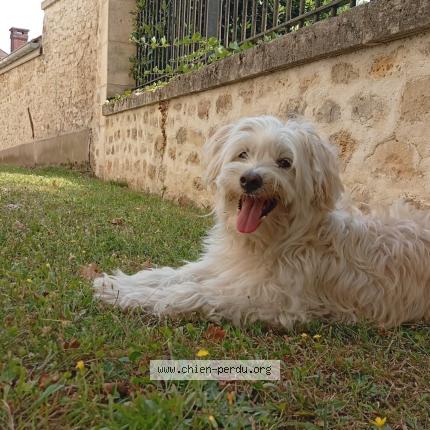 Photo 1/1 Einstein Chien perdu à Paris