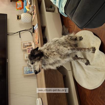 Photo 1/1 Chien retrouvé Trouvé à Modane