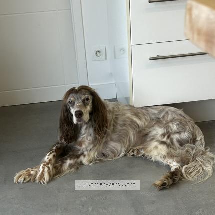 Photo 1/1 Ciancio Chien perdu à Corcoue sur logne