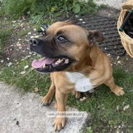 Photo 1/1 Scar Chien perdu à Bordes aumont