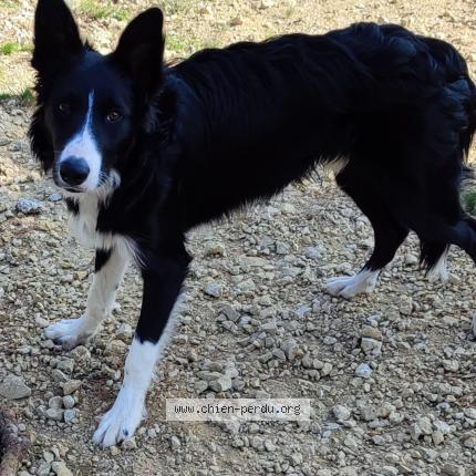 Photo 1/1 Chien retrouvé Perdu à Ventabren