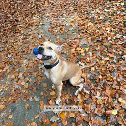 Photo 1/1 NALA Chien perdu à Le havre