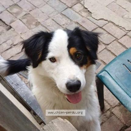 Photo 1/1 Tequila Chien perdu à Croissy sur celle