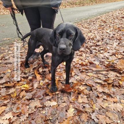 Photo de chien trouvé à Corbreuse