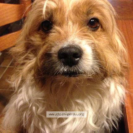 Photo 1/1 Totor Chien perdu à Ossen