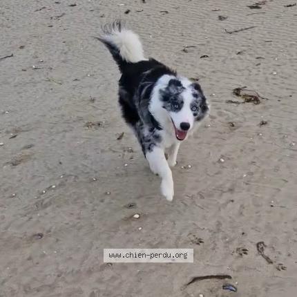 Photo 1/1 Chien retrouvé Perdu à Marcoux