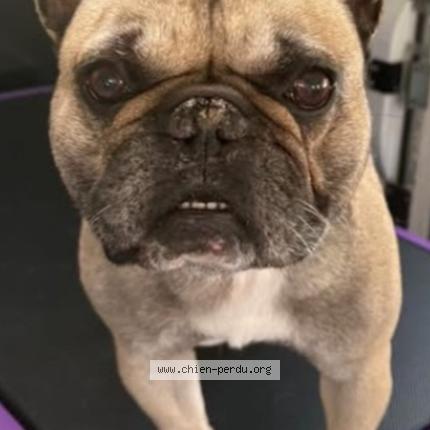 Photo 1/1 Leon Chien perdu à Gargenville