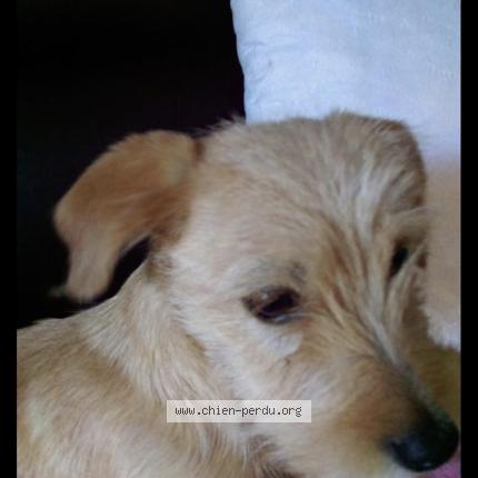 Photo 1/1 Lady Chien perdu à Marcilly