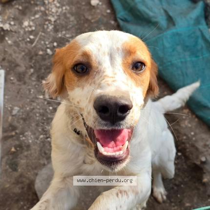 Photo 1/1 Chien retrouvé Perdu à Saint estephe