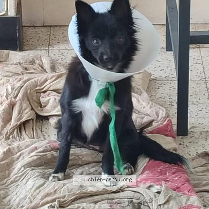 Photo 1/1 Chien retrouvé Perdu à Laigneville