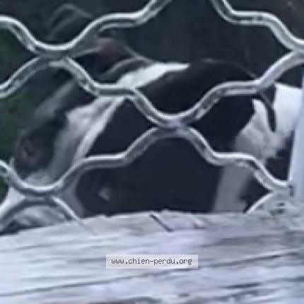 Photo 1/1 SHANNARA Chien perdu à Fort de france