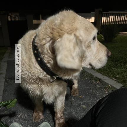 Photo 1/1 Chien retrouvé Trouvé à Ayen