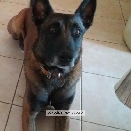 Photo 1/1 Mango Chien perdu à Saint cirq