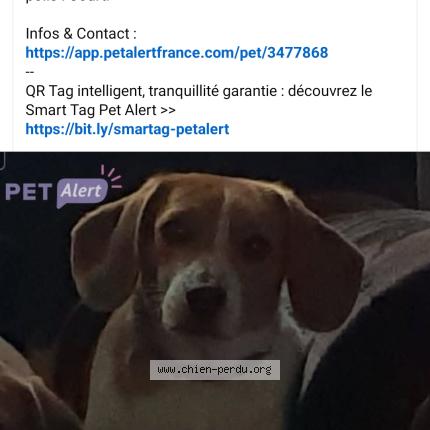 Photo 1/1 Chien retrouvé Perdu à Vaudelnay
