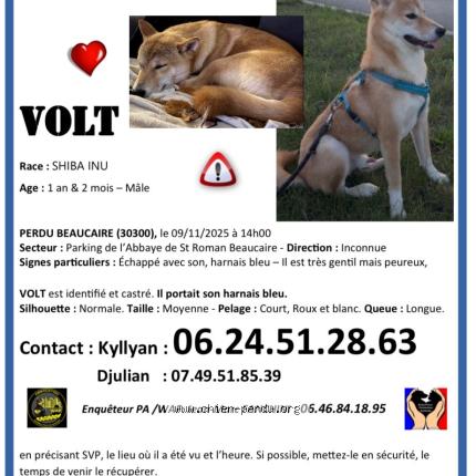 Photo 1/1 Chien retrouvé Perdu à Beaucaire