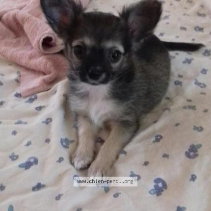 Photo 1/1 Roxane Chien perdu à Pertuis