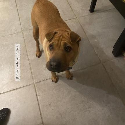 Photo 1/1 Dyson Chien perdu à Buxerolles