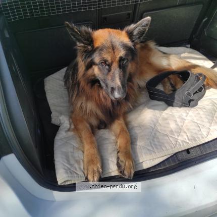 Photo de chien perdu à Teyssode