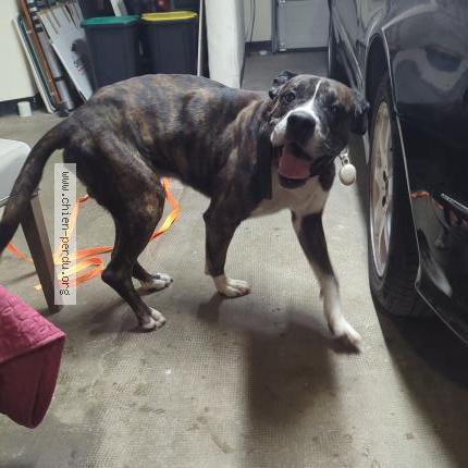 Photo de chien trouvé à Perpignan