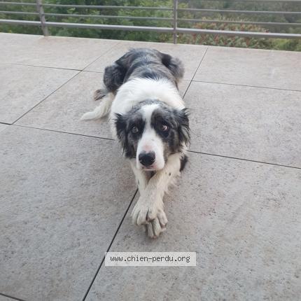 Photo 1/1 Utopie Chien perdu à Marvejols