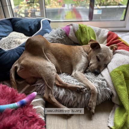 Photo 1/1 Chien retrouvé Perdu à Coupvray