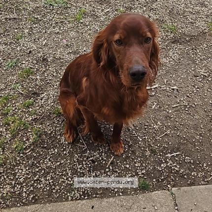 Photo 1/1 Chien retrouvé Perdu à Saint cyr du bailleul