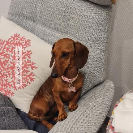 Photo 1/1 Chien retrouvé Perdu à Marseille