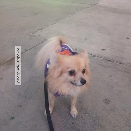 Photo 1/1 Chien retrouvé Perdu à Perpignan