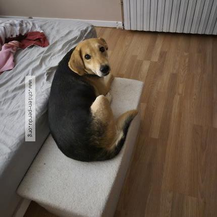 Photo 1/1 Chien retrouvé Perdu à Cossaye