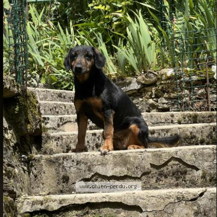 Photo 1/1 Chien retrouvé Perdu à Lachapelle