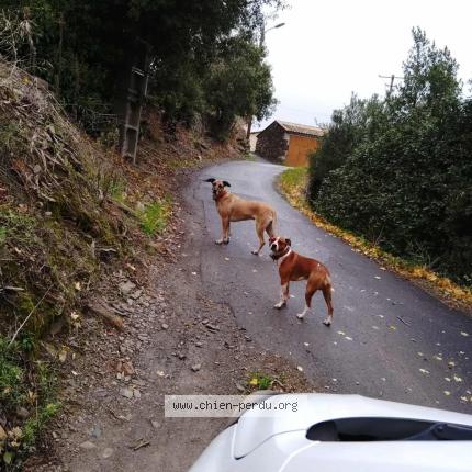 Photo de chien trouvé à Fos