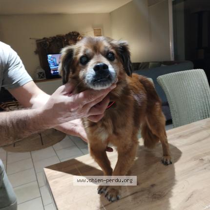 Photo 1/1 Chien trouvé Trouvé à Friaucourt