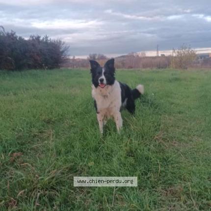Photo de chien perdu à Beziers