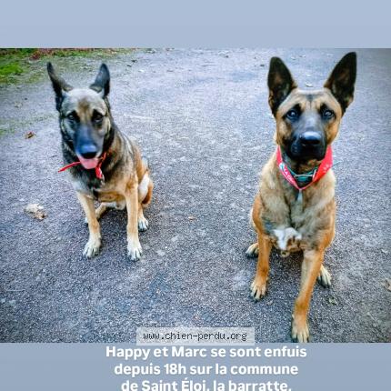 Photo 1/1 Chien retrouvé Perdu à Saint eloi