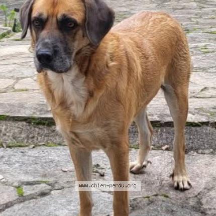 Photo 1/1 Chien retrouvé Perdu à Alata