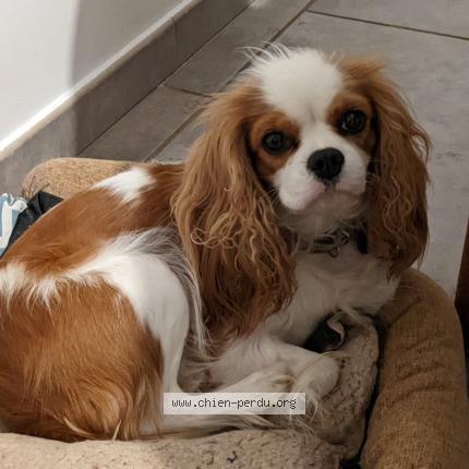 Photo 1/1 Chien retrouvé Perdu à Marseillan